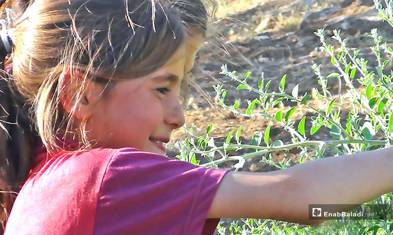 أطفال يقطفون نبات الشفلح في ريف حماة 6 تموز 2017 (عنب بلدي)