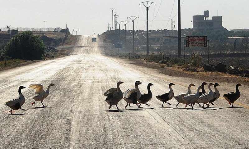 بط يقطع الطريق في بلدة النعيمة جنوبي درعا قرب معبر نصيب على الحدود الأردنية - 6 تموز 2018 (Xinhua)