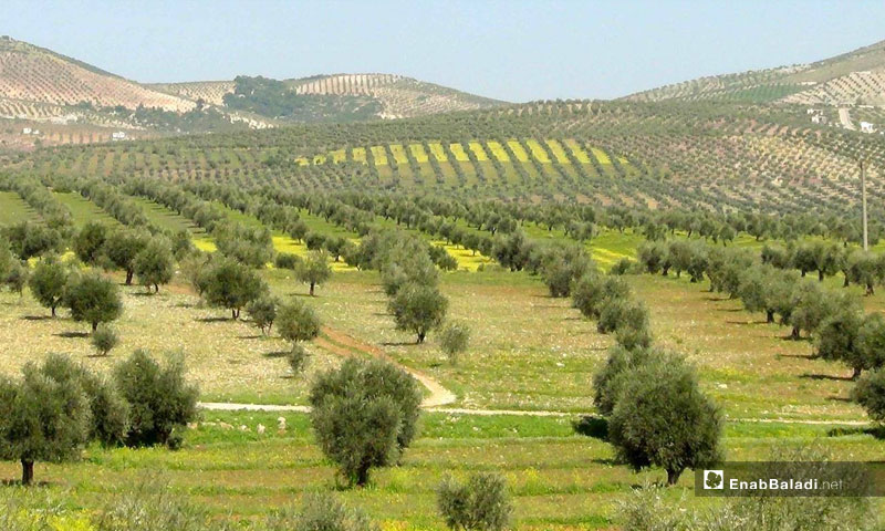 مزارع الزيتون في منطقة عفرين بريف حلب الشمالي - (عنب بلدي)