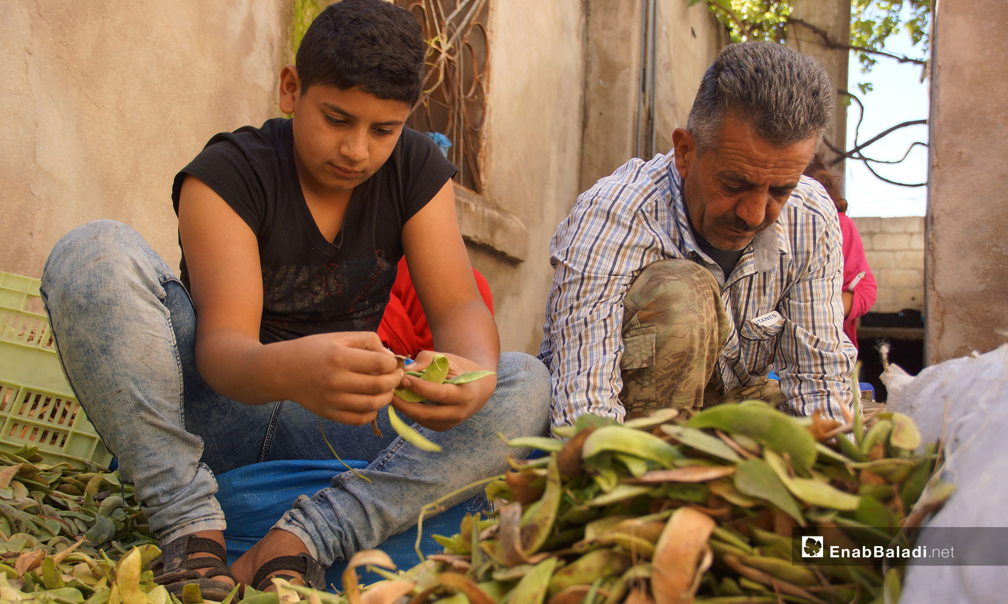 حصد محصول الكلاوي في سهل الغاب بريف حماة - 31 من تشرين الأول 2018 (عنب بلدي)