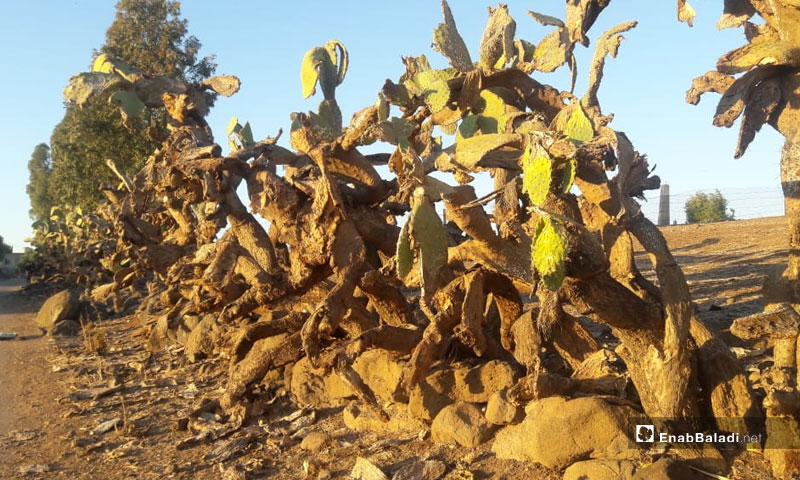 موسم الصبار في ريف درعا الغربي بعد أن أصابه وباء المن القطني 1 تشرين الثاني 2018 (عنب بلدي)
