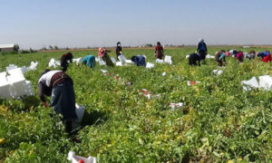 جمع محصول البندورة في محافظة درعا- تموز 2016 (سانا)
