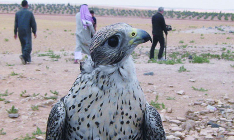 عروض لصيادين ومربي الطير الحر في مهرجان الربيع في حماة - 2008 (esyria)