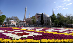 سجادة التوليب في منطقة السلطان أحمد في إسطنبول (TRT عربي)
