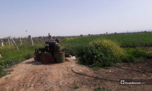 أراضي زراعية في بلدة طفس بريف درعا. 13 نيسان 2019 (عنب بلدي)