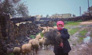 سيدة تحمل حطبا بيدها في قرة اللجاه في ريف درعا- 28 من شباط 2019 (درعا اليوم فيس بوك)
