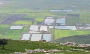 مزارع السمك في منطقة الحويز - 12 نيسان 2019 (عنب بلدي)

