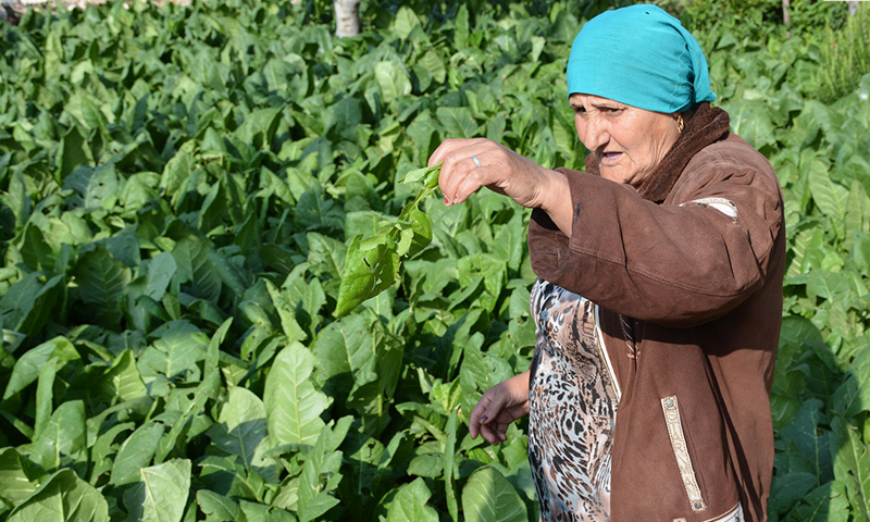 فلاحة سورية تتفقد محاصيل التبغ في الساحل السوري (سانا)