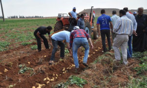 مزارعون يجنون محصول البطاطا في ريف حمص الغربي - 2017 (سانا)
