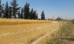 القمح في سهول الريف الغربي من محافظة درعا - 20 تموز 2019 (عنب بلدي)

