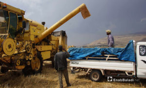 حصاد القمح في سهل الغاب بريف حماة – 29 أيار 2018 (عنب بلدي)
