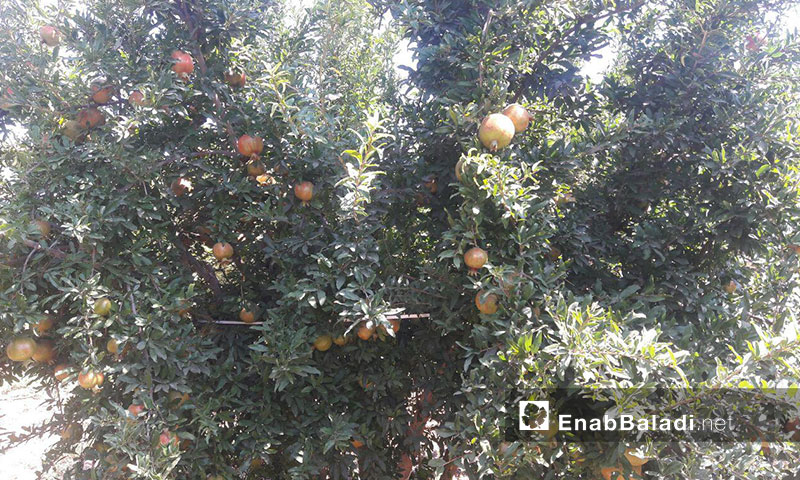 أشجار الرمان في بلدة طفس بريف درعا الغربي 31 آب 2019 (عنب بلدي)