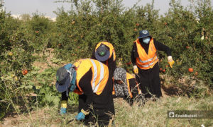 عمل الأهالي ضمن مشروع 