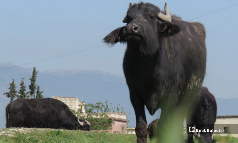 Water buffalos: an endangered livestock in northern Syria - Enab Baladi