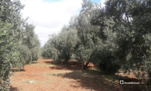 أشجار الزيتون في المنطقة الغربية لدرعا - 1 تشرين الأول 2019 (عنب بلدي)

