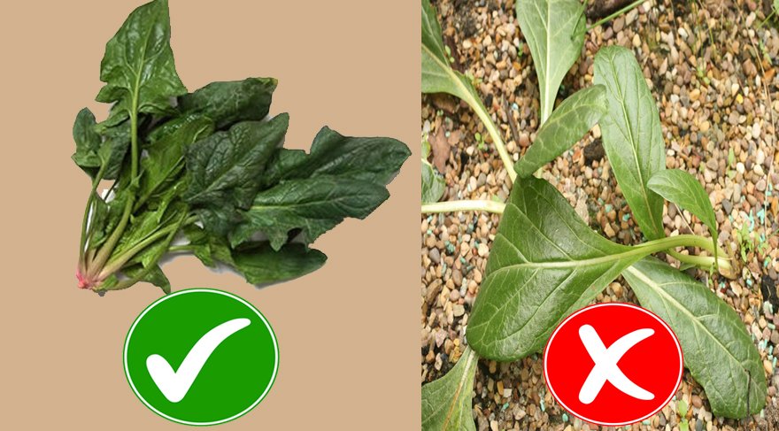 صورة تظهر الفرق الطفيف بين صورة السبانخ والنبتة الشبيهة لها (Sözcü)