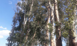 شجر الكينا في ريف درعا الغربي (أرشيف عنب بلدي)