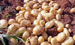 محصول البطاطا بريف حمص الشمالي في آب 2018 (وكالة سانا)
