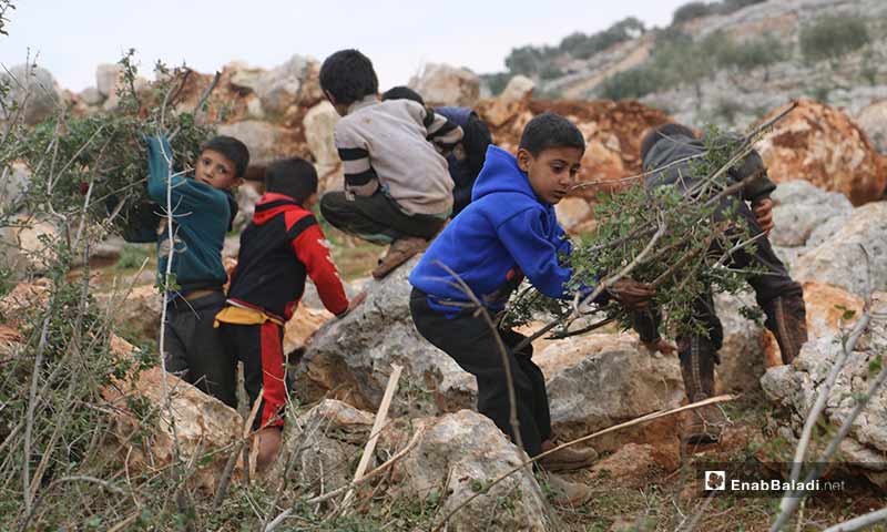 أطفال سوريون يجمعون أغصان الأشجار الحراجية في باريشا بريف إدلب الشمالي نتيجة نقص مصادر التدفئة وانخفاض درجات الحرارة - 19 شباط 2020 (عنب بلدي)