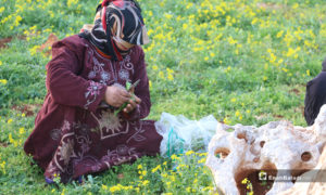 نسوة نازحون في مخيمات باريشا يقصون حشائش الخبيزة والدردار من براري الجبل لإعدادها للطعام - 13 آذار 2020 (عنب بلدي)