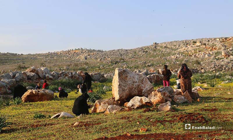 نسوة نازحات في مخيمات باريشا يقصون حشائش الخبيزة والدردار من براري الجبل لإعدادها للطعام - 13 آذار 2020 (عنب بلدي)