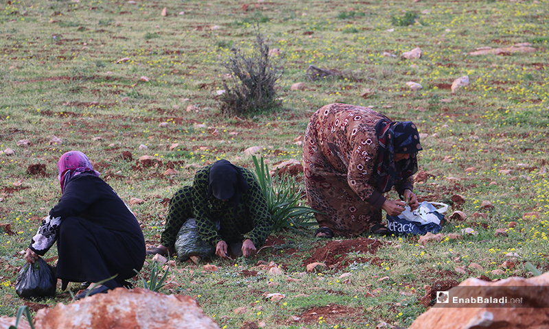 نسوة نازحون في مخيمات باريشا يقصون حشائش الخبيزة والدردار من براري الجبل لإعدادها للطعام - 13 آذار 2020 (عنب بلدي)