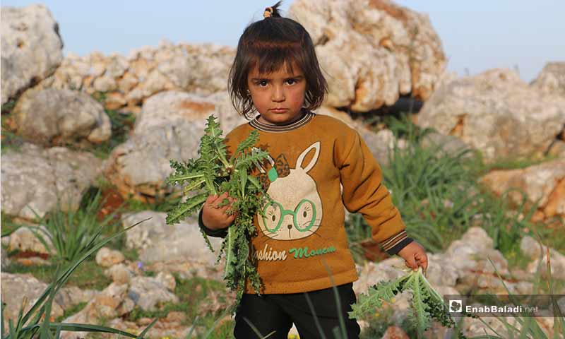 أطفال نازحون بصحبة أمهاتهم في مخيمات باريشا، اللاتي يجمعن حشائش الخبيزة والدردار من براري الحبل لإعدادها للطعام - 13 آذار 2020 (عنب بلدي)