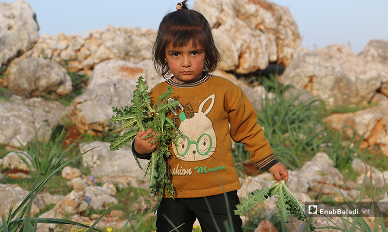 أطفال نازحون بصحبة أمهاتهم في مخيمات باريشا، يجمعون حشائش الخبيزة والدردار من براري الحبل لإعدادها للطعام - 13 آذار 2020 (عنب بلدي)