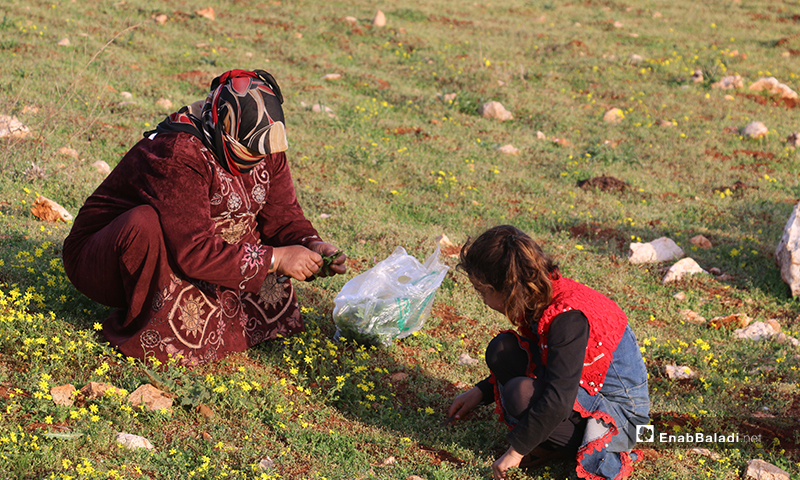 أطفال نازحون بصحبة أمهاتهم في مخيمات باريشا، يجمعون حشائش الخبيزة والدردار من براري الحبل لإعدادها للطعام - 13 آذار 2020 (عنب بلدي)