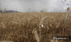  حصاد القمح في سهل الغاب بريف حماة - 29 أيار 2018 (عنب بلدي)