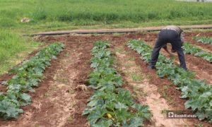 رجل يقوم بزراعة المحاصيل الموسمية في سهل الروج بريف إدلب - 16 من نيسان 2020 (عنب بلدي)