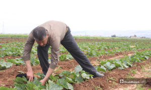 رجل يقوم بزراعة المحاصيل الموسمية في سهل الروج بريف إدلب - 16 من نيسان 2020 (عنب بلدي)