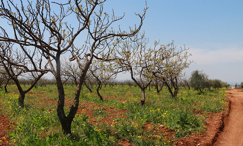 أراض زراعية تابعة إلى بلدة دابق بريف حلب الشمالي- 16 من نيسان (عنب بلدي)