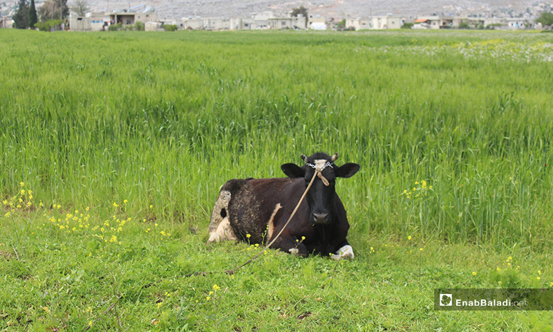 موسم الزراعة في سهل الروج بريف إدلب - 16 من نيسان 2020 (عنب بلدي)