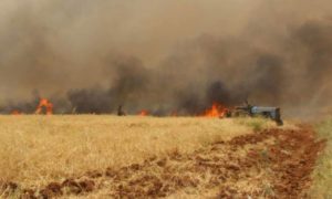 حرائق المحاصيل الزراعية في منطقة السلمية في ريف حماة الشرقي في 17 من أيار 2020 - (الوطن)