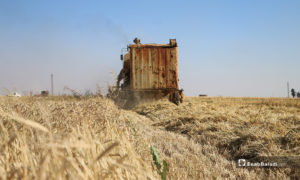 حصادة في ريف حلب الشمالي تحصد االشعير- 30 من أيار (عبدالسلام مجعان/عنب بلدي)