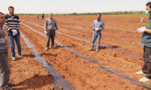 مزارعون يتلقون دروس عملية من قبل مهندسين زراعيين في مشروع دعم سلسلة القيمة للخضار (مسرات)