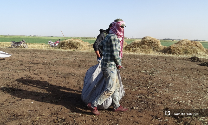 عاملان يحملان القمح بعد تعريضه للحرق قبل نضجه لنقله للمرحلة الثانية من التحضير - 18 أيار 2020 (عنب بلدي/ عبد السلام مجعان)
