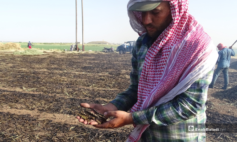 حبوب قمح بعد تعرضها لحرق قبل نضجها في يد مزارع في بلدة احتيمالات شمالي حلب - 18 أيار 2020 (عنب بلدي/ عبد السلام مجعان)