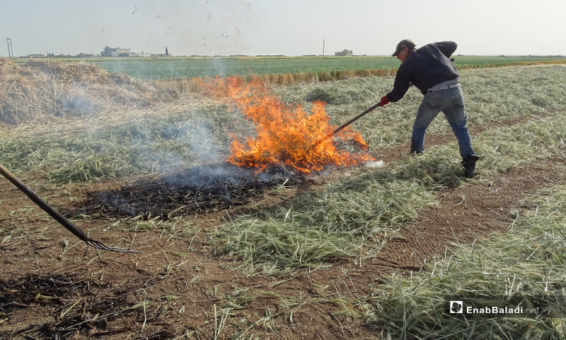 عامل يحرق جزء من محصول القمح قبل نضجه لتحضير مادة الفريكة في بلدة احتيمالات شمالي حلب - 18 أيار 2020 (عنب بلدي/ عبد السلام مجعان)