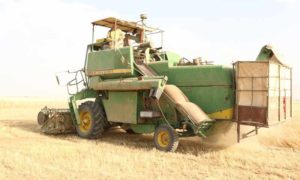 حصاد القمح في محافظة الحسكة- 2019 (arta.fm)