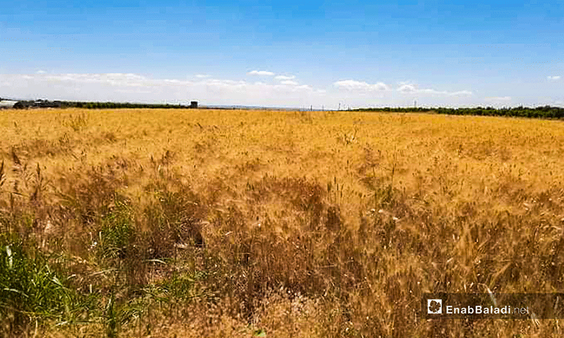محاصيل القمح في محافطة القنيطرة جنوبي سوريا في حزيران 2020 (عنب بلدي)