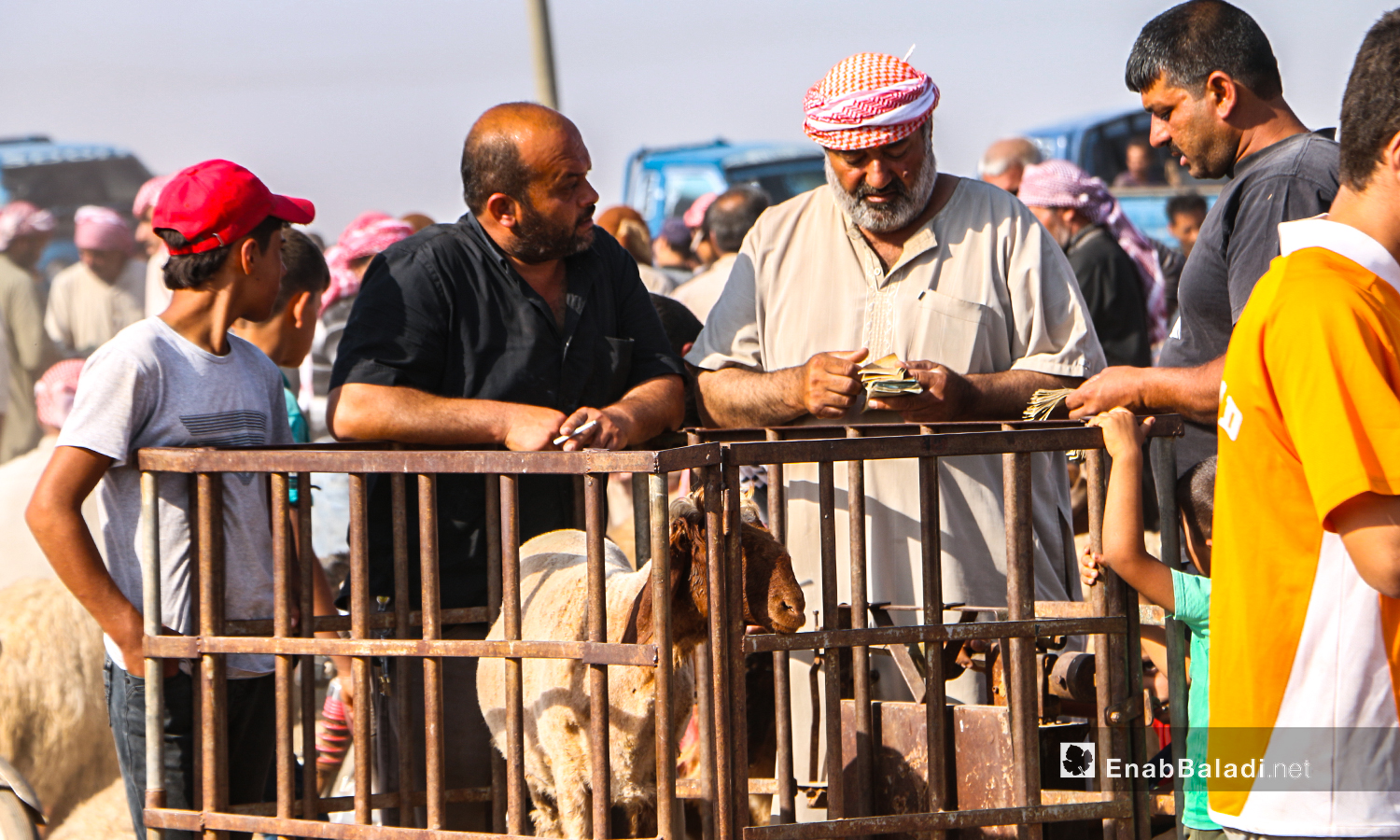 شراء الأغنام  في بلدة أرشاف قبل أيام من عيد الأضحى - 27 تموز 2020 (عنب بلدي/ عبد السلام مجعان)
