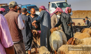 عرض الأغنام في سوق بلدة أرشاف بريف حلب الشمالي - 27 تموز 2020 (عنب بلدي/ عبد السلام مجعان)
