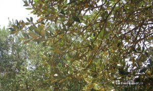 مرض يصيب أشجار الزيتون في درعا - حزيران 2020 (عنب بلدي)