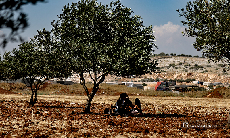 أطفال وعوائل يجلسون تحت شجر الزيتون من حر الصيف في مخيمات ريف إدلب- 7 من تموز 2020 (عنب بلدي/ يوسف غريبي)
