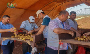 مشروع الحكومة السورية المؤقتة بإنتاج بذار البطاطا - 14 تموز 2020 (الصفحة الرسمية للـ