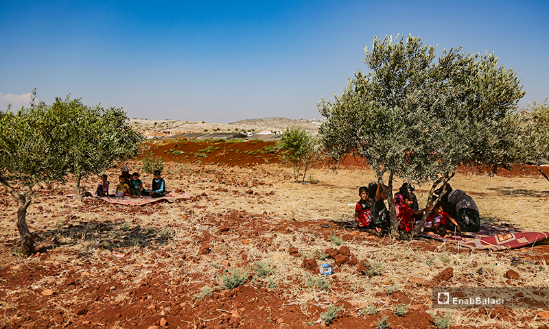 أطفال وعوائل يجلسون تحت شجر الزيتون من حر الصيف في مخيمات ريف إدلب- 7 من تموز 2020 (عنب بلدي/ يوسف غريبي)