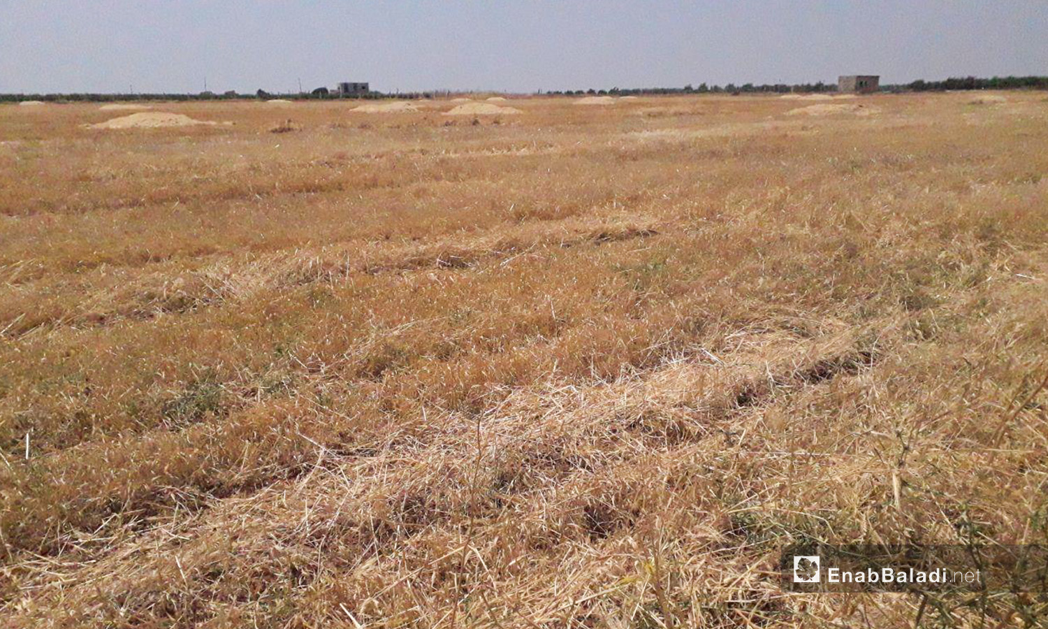 موسم حصاد القمح في ريف درعا الغربي - 5 تموز 2020 (عنب بلدي/حليم محمد)