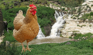 تعبيرية صورة دجاجة وخلفها شلالات تل شهاب في ريف درعا- 26 من تموز (تعديل عنب بلدي)